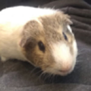 Meet your Posher, Doug